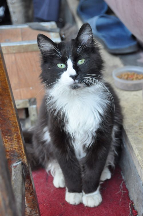 Cat In Istanbul