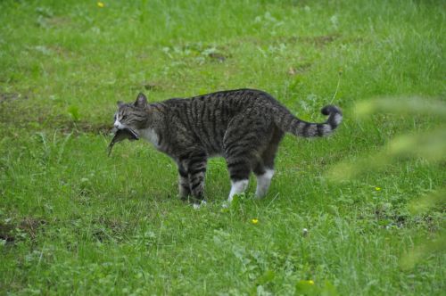 Cat With Fish