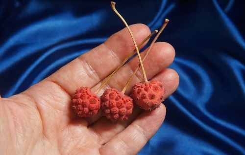 kousa dogwood berries kousa dogwood berry