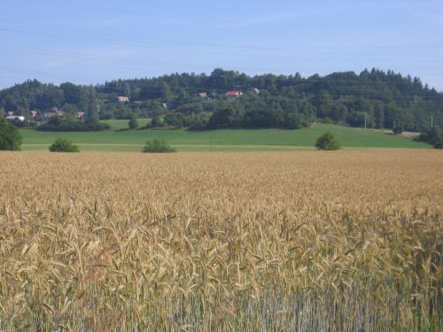 Landscape With Grain