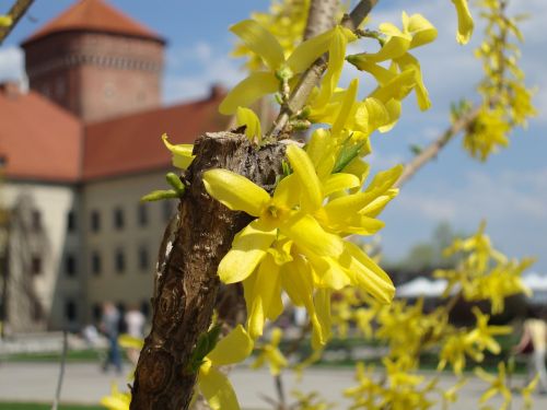 forsythia kraków poland