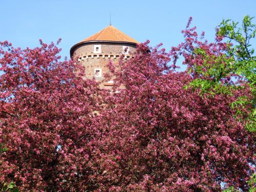 kraków wawel old