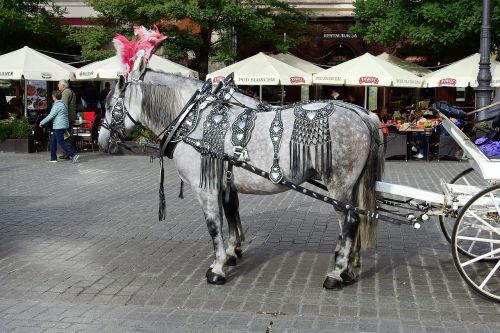 kraków main market horses