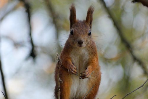 kraków  the squirrel  park