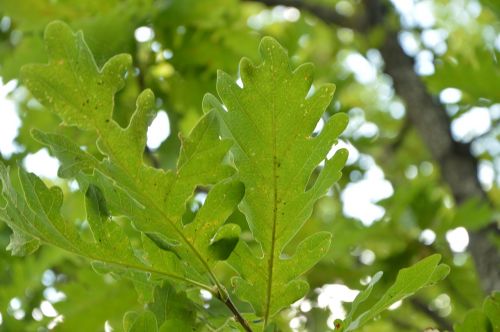 krasnodarskiy kray nature oak