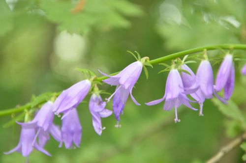 krasnodarskiy kray nature flowers