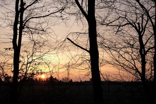 krefeld sunrise trees