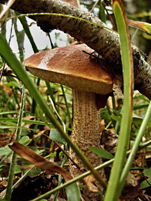 křemenáč berezova forest fungus