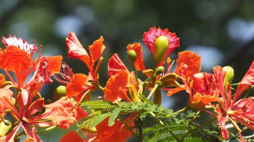 krishnochura flower red