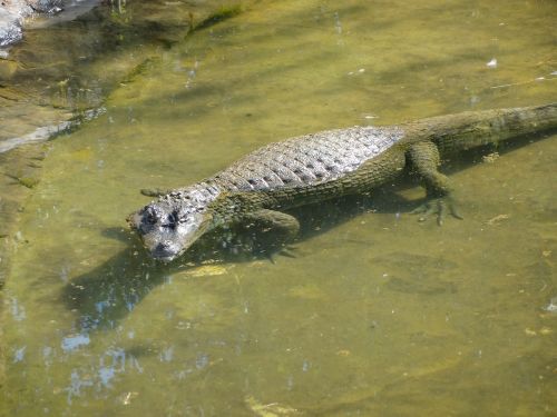 alligator animal safari