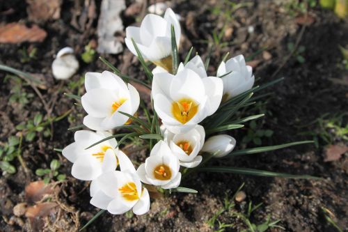 krokus spring white