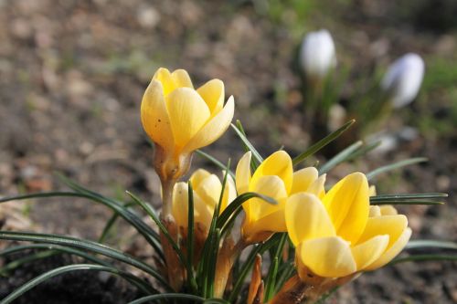 krokus spring yellow