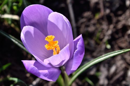 krokus flower saffron