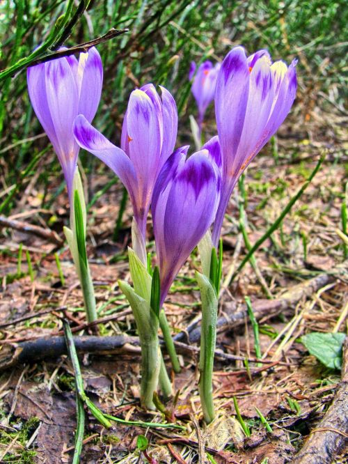 krokus flowers spring