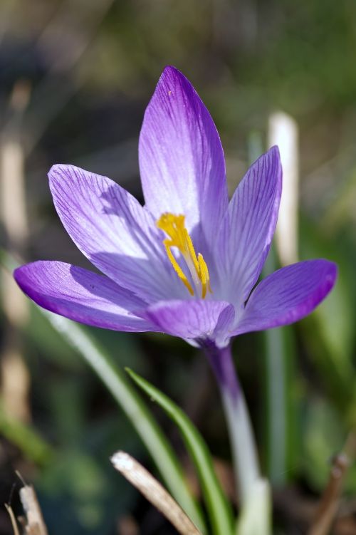 krokus flower violet