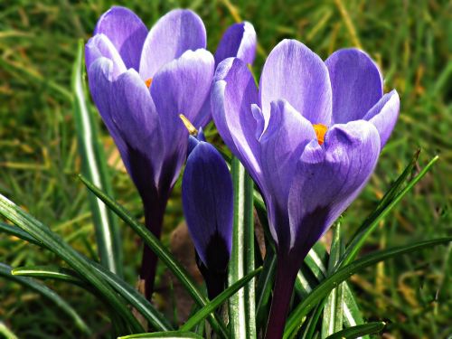 krokus flowers yellow