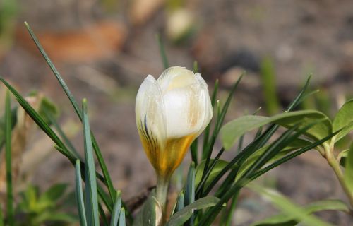 krokus spring flowers nature