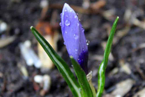 krokus early spring spring flowers