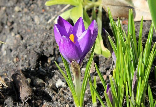 krokus spring flowers spring