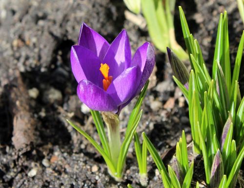 krokus harbinger of spring march