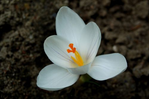 krokus nature flower