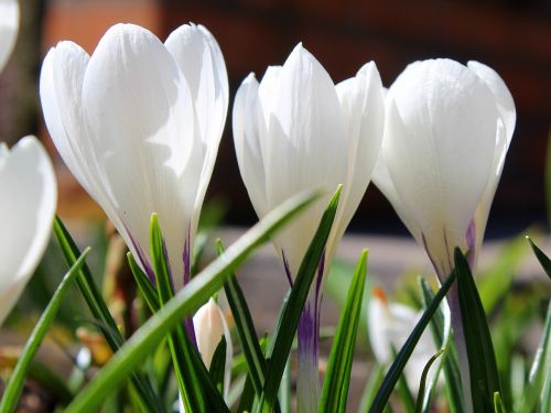 krokus spring flowers white