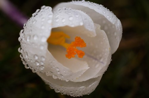 krokus  flower  spring