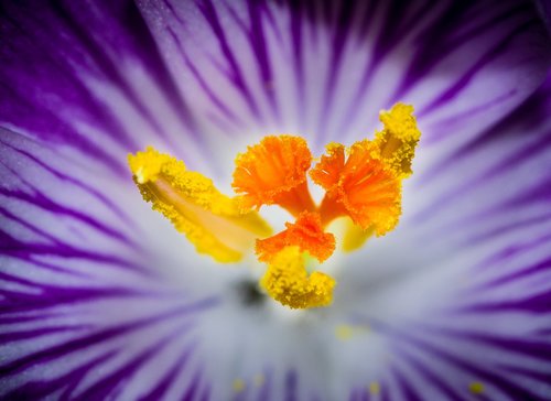 krokus  flower  inside a flower