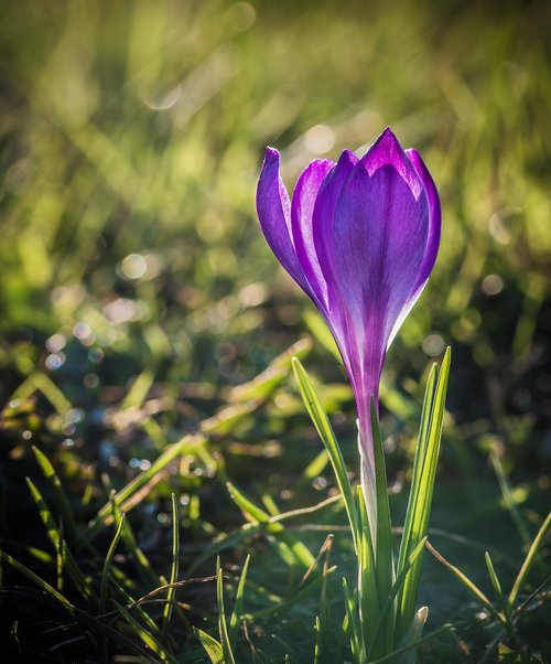 krokus  flower  violet
