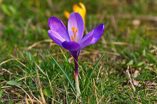 krokus  spring  flower
