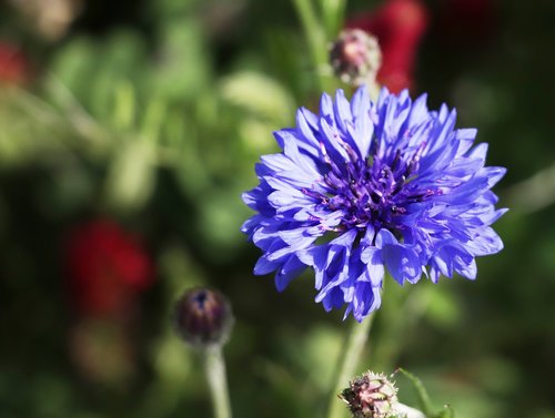 kronblume  blue  nature