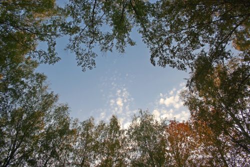 krone tree sky