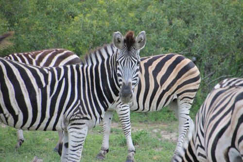 zebra kruger national park wild