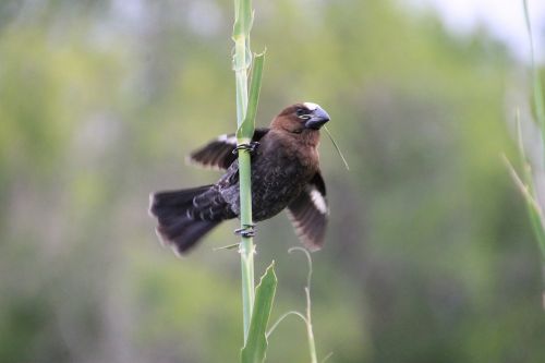 weber fink krueger bird