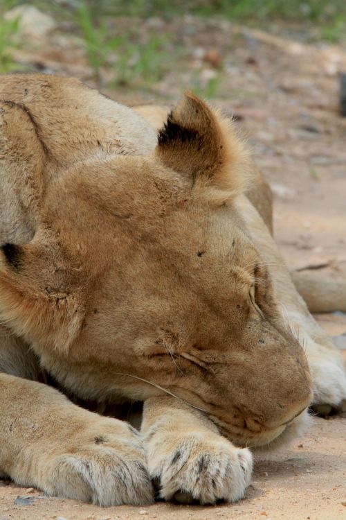 leone sleep lioness asleep