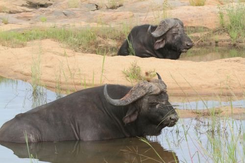 buffalo bath animals