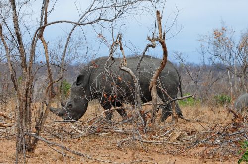 kruger africa rhino