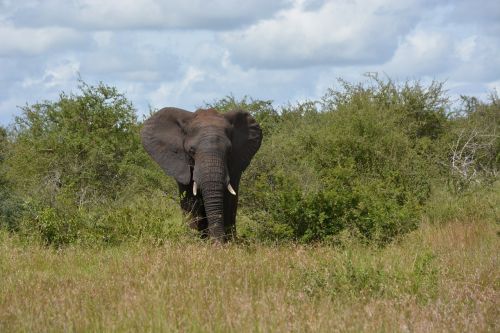 kruger national park elephant south africa