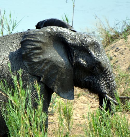 elephant kruger park wildlife