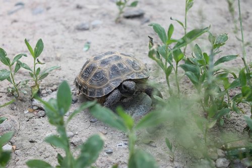 krupnyj plan  tortoise  reptiles