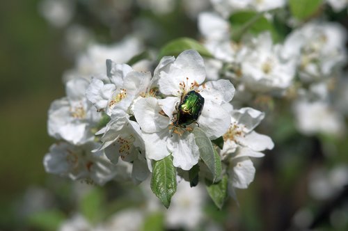kruszczyca złotawka  the beetle  flower