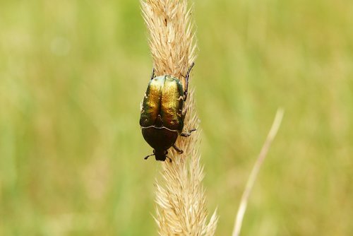 kruszczyca złotawka  the beetles  insect