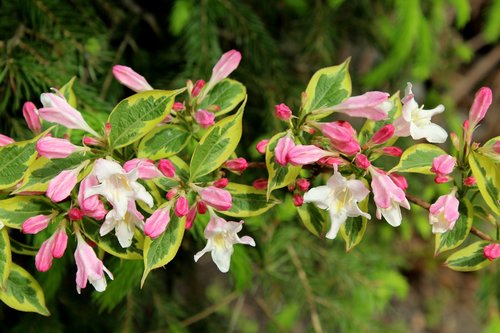 krzewuszka variegata  bush  dashing