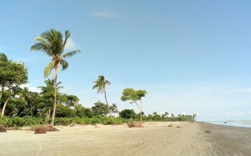 kuakata beach palm trees
