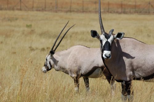 kudo antelope animal