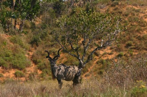 kudu south africa nature