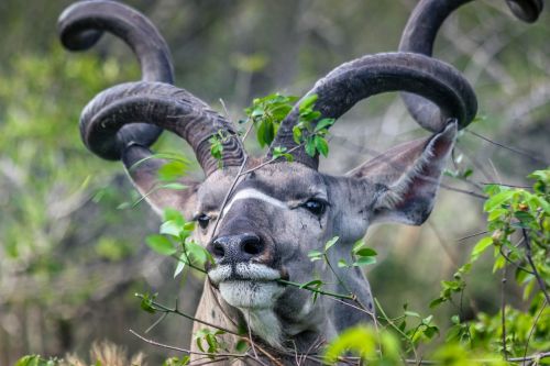 kudu buck kruger
