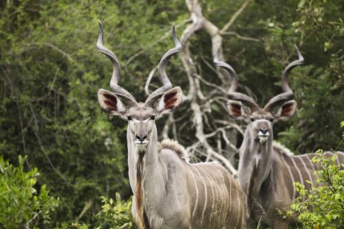 kudu buck wildlife