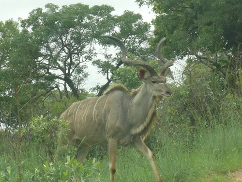 kudu africa animal