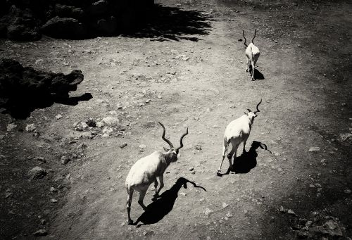 kudu animals nature